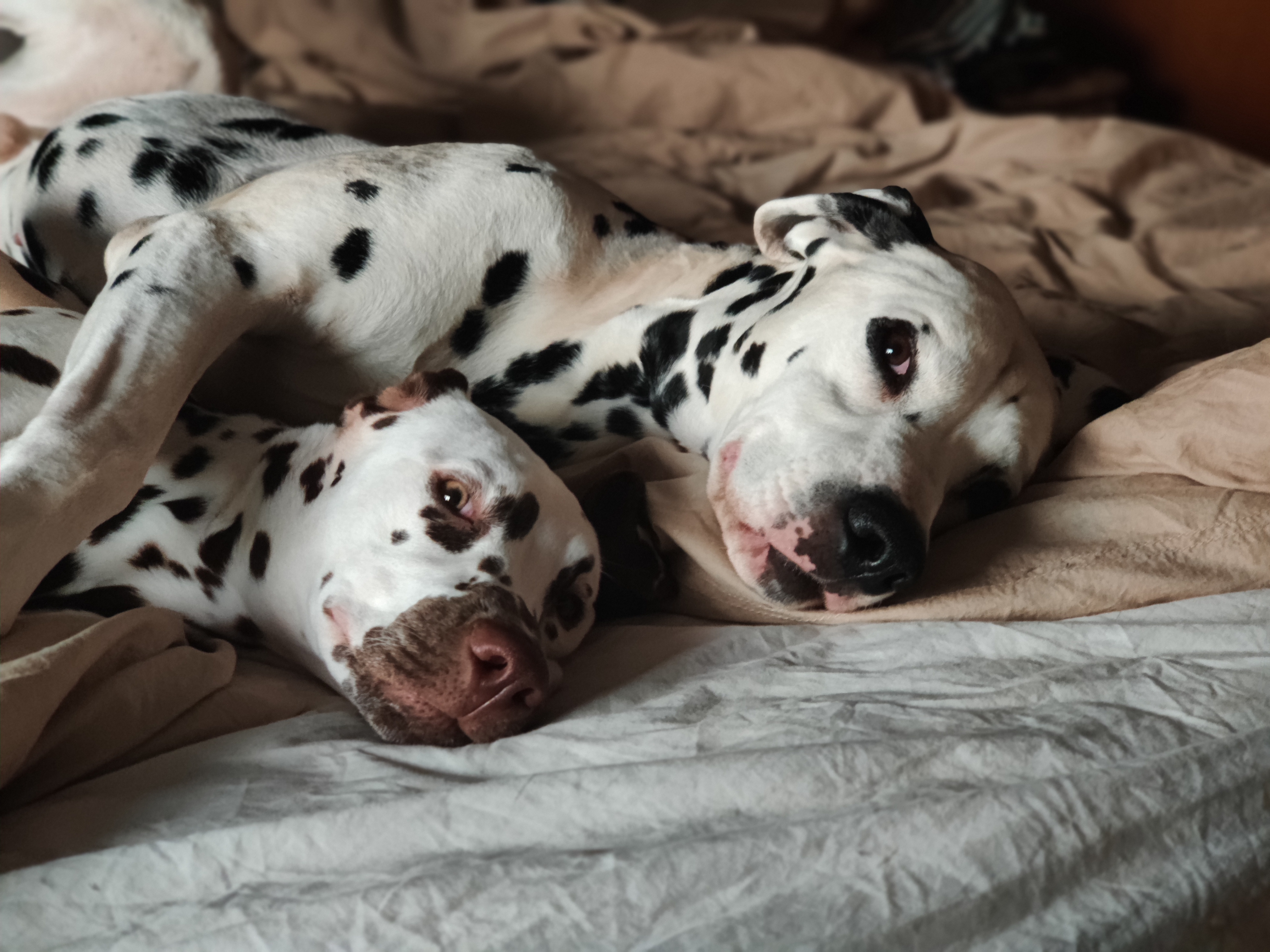 Dalmatians