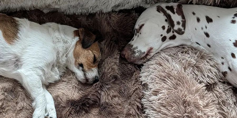 A Jack Russell and a Dalmatian asleep side by side on a fluffy blanket